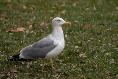 Larus michahellis