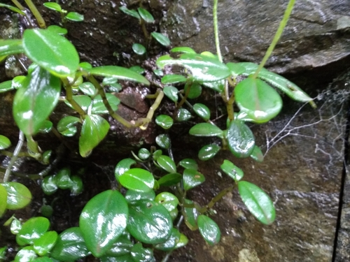 Peperomia retusa, photograph 3
