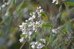 Euphorbia leucocephala