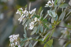 Euphorbia leucocephala
