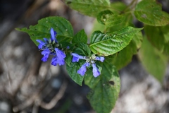 Salvia connivens