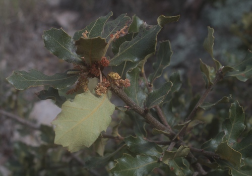 Quercus praeco