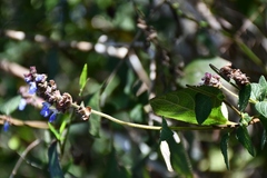 Salvia mocinoi