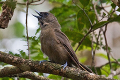 Southern Shrikebill photo 3