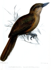 Southern Shrikebill photo 5