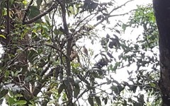 Accipiter striatus erythronemius