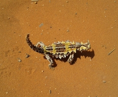 Moloch horridus