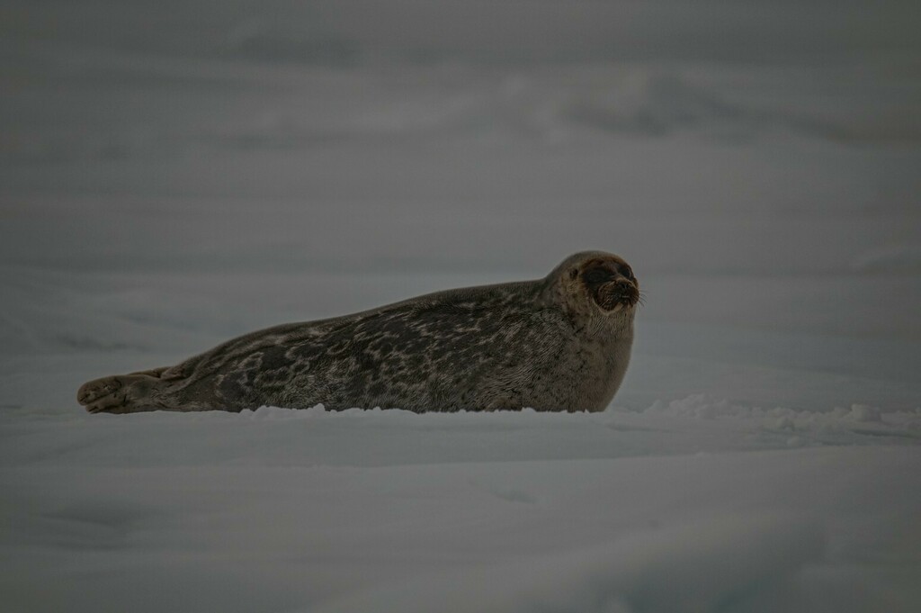 Ringed seal lying on snow and ice, dark with pale ring markings on its back