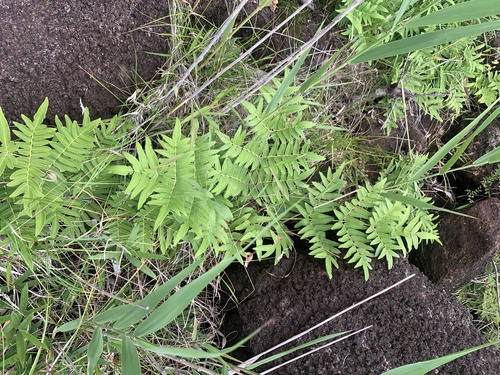 Asian royal fern (Osmunda japonica)
