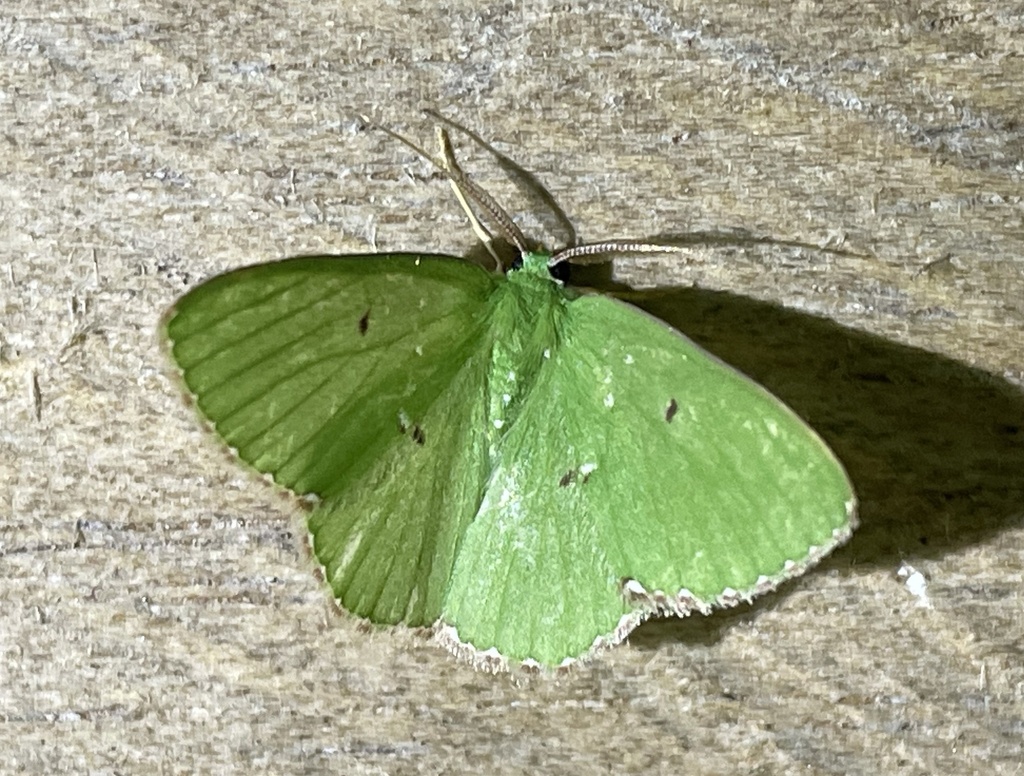 Prasinocyma salutaria