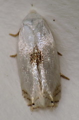 Pseudopostega