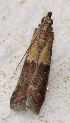 Reddish Ephestiodes Moth photo 5