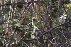 Empidonax occidentalis