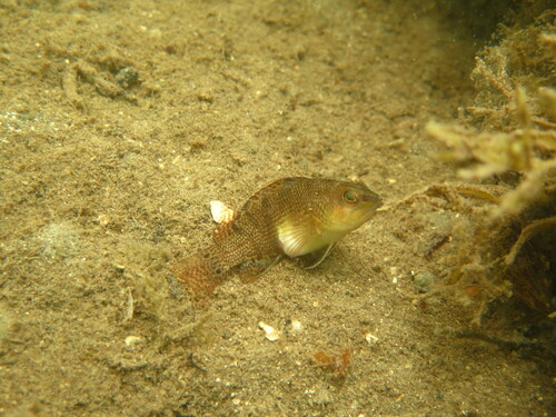 Twinspot bass (Serranus flaviventris) — Serranidae — 3