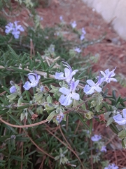 Salvia rosmarinus
