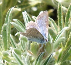 Icaricia icarioides parapheres