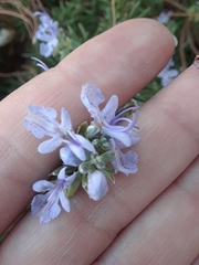 Salvia rosmarinus