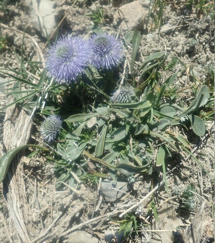 Image of Common Blue Daisy (Globularia vulgaris) by (c) agujaceratops, some rights reserved (CC BY)