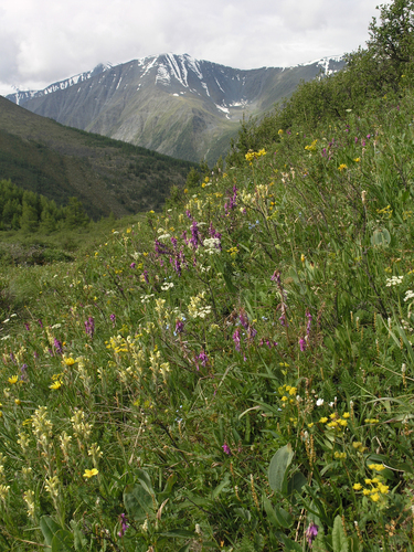 Pedicularis tristis, photograph 4