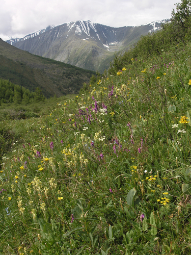 Pedicularis tristis, photograph 5