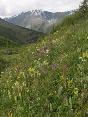 (c) Oleg Kosterin, some rights reserved (CC BY) Pedicularis tristis, photograph (c) Oleg Kosterin, some rights reserved (CC BY)