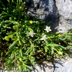 Sesuvium edmonstonei