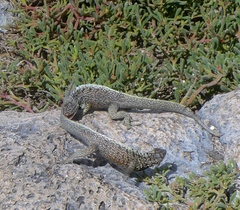 Sesuvium edmonstonei