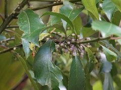 Melicytus macrophyllus