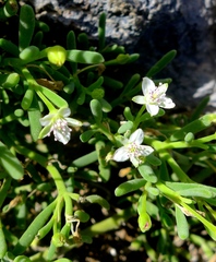 Sesuvium edmonstonei