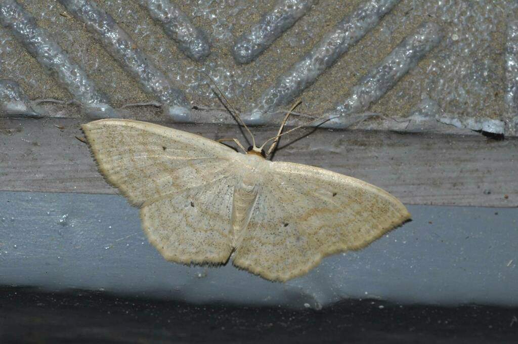 Scopula ignobilis