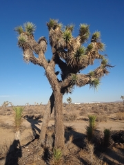 Yucca brevifolia
