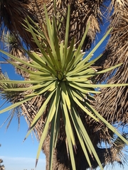 Yucca brevifolia