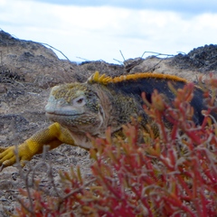 Sesuvium edmonstonei