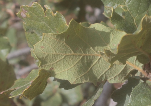 Quercus praeco
