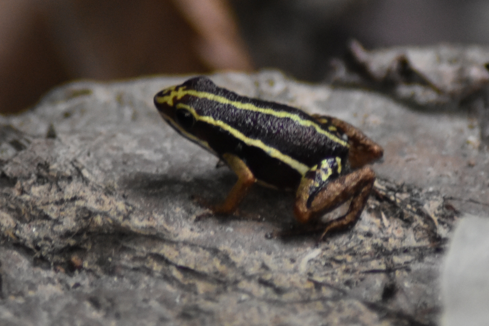 Dendrobatidae image