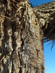 Yucca brevifolia