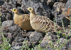 Pterocles quadricinctus