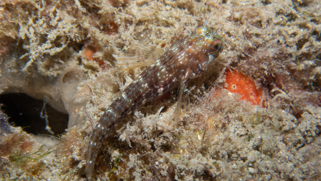 Seaweed blenny (Parablennius marmoreus) — Blenniidae