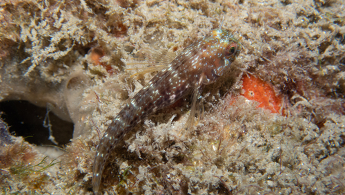 Zeewier-slijmvis (Parablennius marmoreus) — Blenniidae
