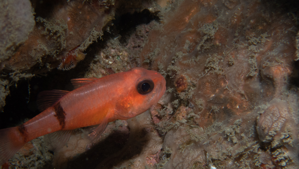 Barred cardinalfish (Apogon binotatus) — Apogonidae