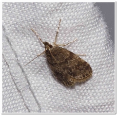 Scoparia penumbralis