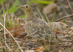 Pterocles quadricinctus