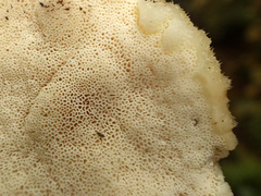 Spongipellis spumeus