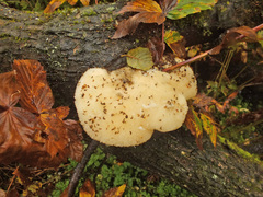 Spongipellis spumeus