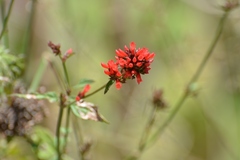 Russelia verticillata