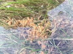 Aplidium punctum