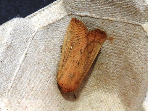 Obscure Wainscot, Leerdam, Nederland, photo 9 of 10