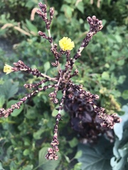 Lactuca sativa longifolia
