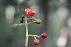 Psychotria erythrocarpa