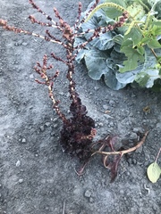 Lactuca sativa longifolia